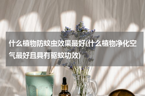 什么植物防蚊虫效果最好(什么植物净化空气最好且具有驱蚊功效)